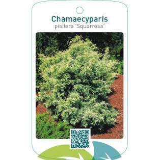 Chamaecyparis pisifera ‘Squarrosa’
