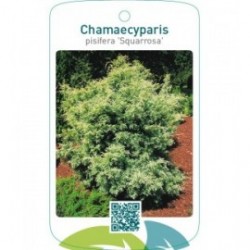 Chamaecyparis pisifera ‘Squarrosa’