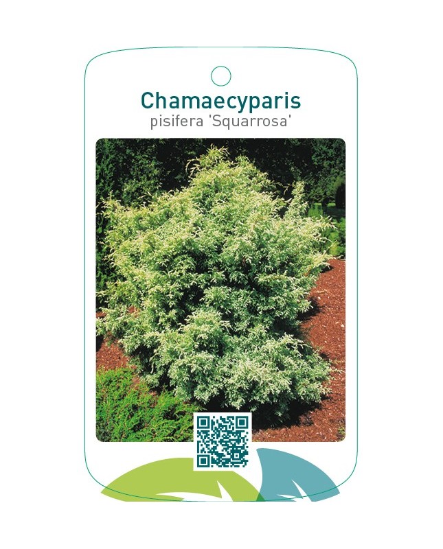 Chamaecyparis pisifera ‘Squarrosa’