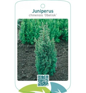 Juniperus chinensis ‘Obelisk’