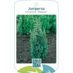 Juniperus chinensis ‘Obelisk’