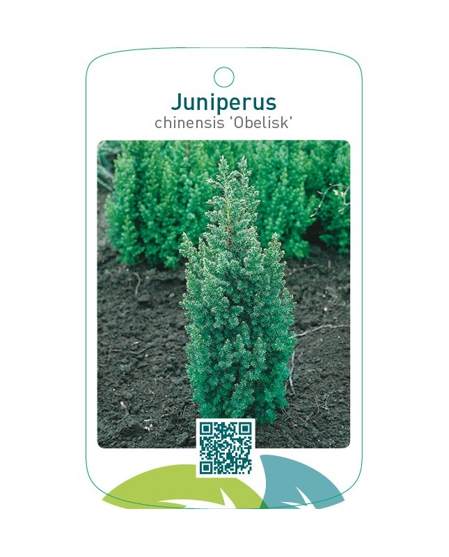 Juniperus chinensis ‘Obelisk’