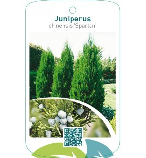 Juniperus chinensis ‘Spartan’