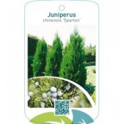 Juniperus chinensis ‘Spartan’