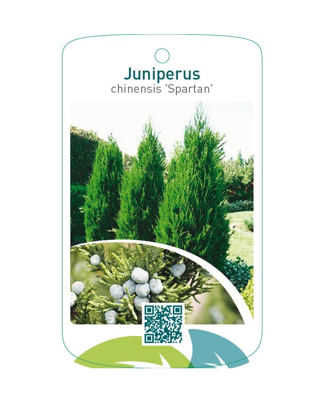 Juniperus chinensis ‘Spartan’