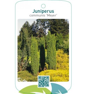 Juniperus communis ‘Meyer’