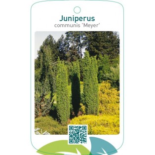 Juniperus communis ‘Meyer’