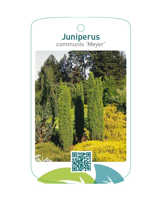 Juniperus communis ‘Meyer’