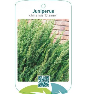 Juniperus chinensis ‘Blaauw’