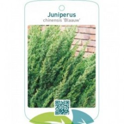Juniperus chinensis ‘Blaauw’