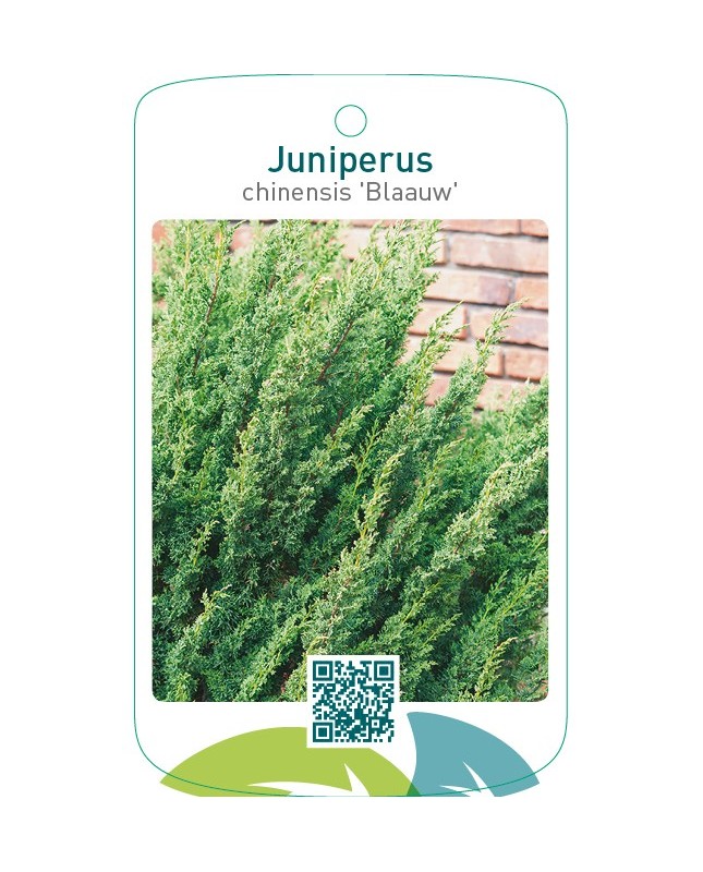 Juniperus chinensis ‘Blaauw’