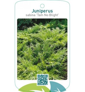Juniperus sabina ‘Tam No Blight’