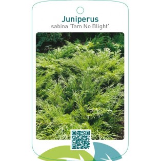 Juniperus sabina ‘Tam No Blight’