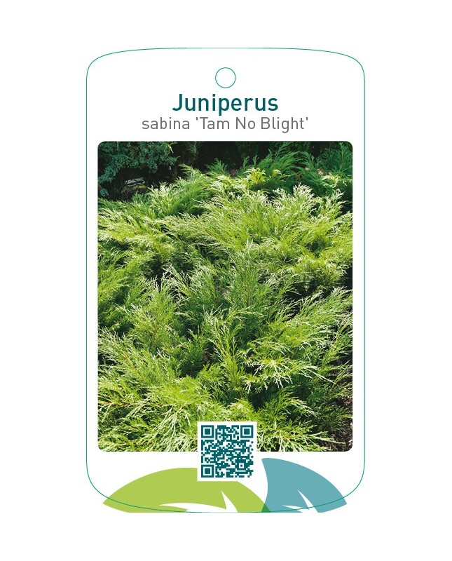 Juniperus sabina ‘Tam No Blight’