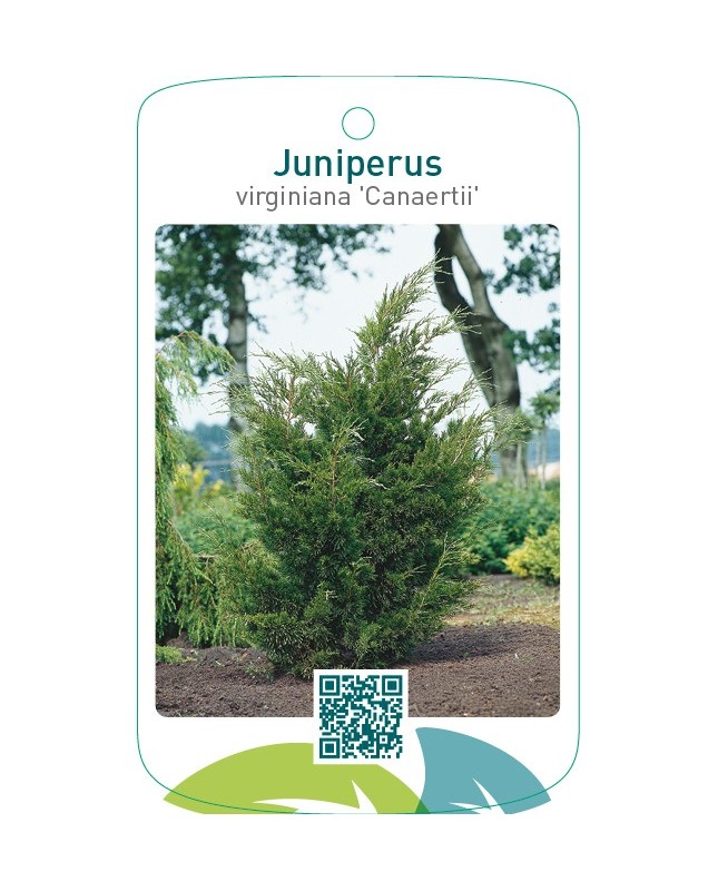 Juniperus virginiana ‘Canaertii’