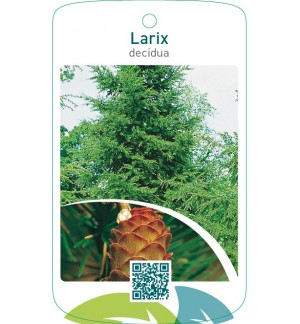 Larix decidua