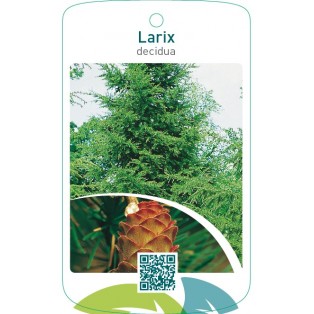 Larix decidua