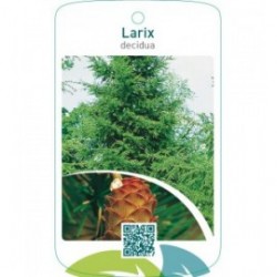 Larix decidua