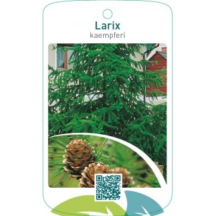Larix kaempferi