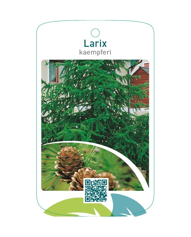 Larix kaempferi