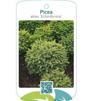 Picea abies ‘Echiniformis’