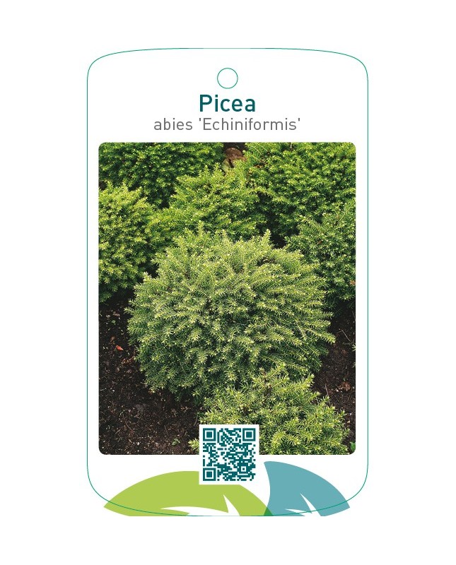 Picea abies ‘Echiniformis’