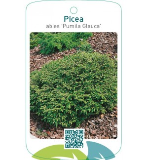 Picea abies ‘Pumila Glauca’