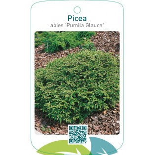 Picea abies ‘Pumila Glauca’
