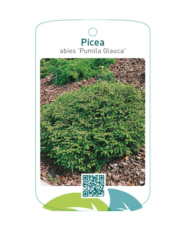 Picea abies ‘Pumila Glauca’