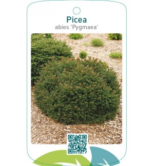 Picea abies ‘Pygmaea’