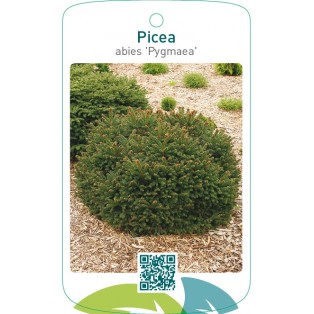 Picea abies ‘Pygmaea’