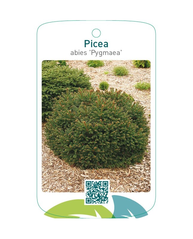 Picea abies ‘Pygmaea’