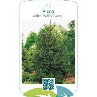 Picea abies ‘Will’s Zwerg’