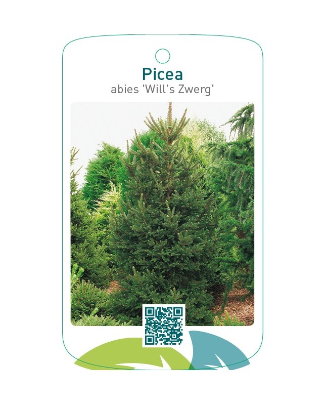 Picea abies ‘Will’s Zwerg’