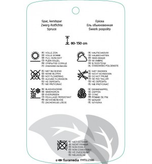 Etichette di Picea abies ‘Will’s Zwerg’ *