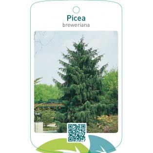 Picea breweriana