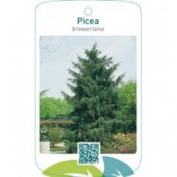 Picea breweriana