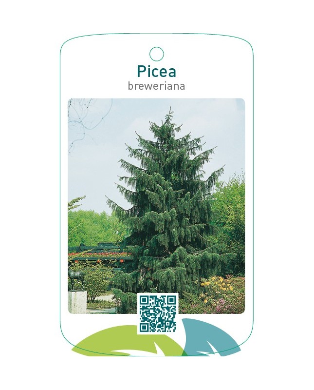Picea breweriana