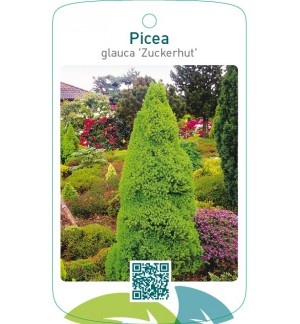Picea glauca ‘Zuckerhut’