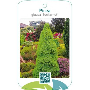 Picea glauca ‘Zuckerhut’