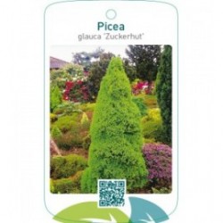 Picea glauca ‘Zuckerhut’