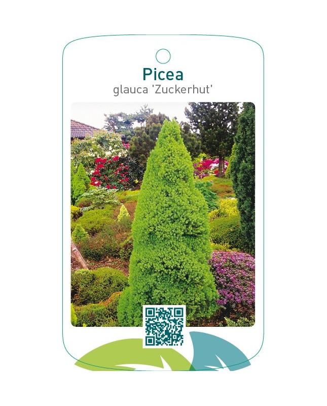 Picea glauca ‘Zuckerhut’