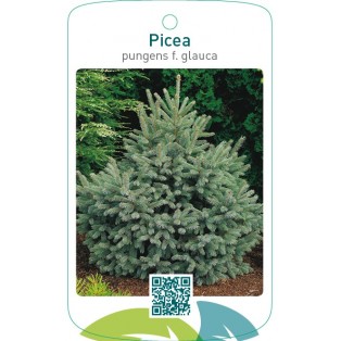 Picea pungens f. glauca