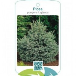 Picea pungens f. glauca