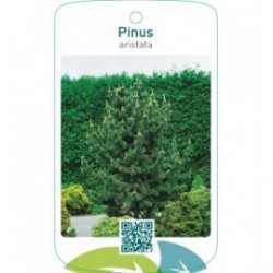 Pinus aristata