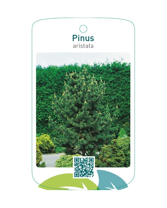 Pinus aristata
