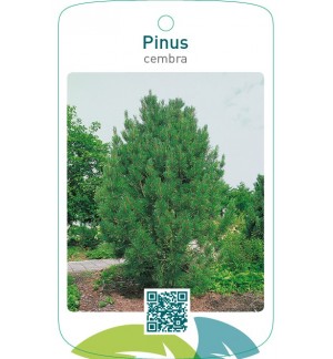 Pinus cembra