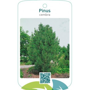Pinus cembra