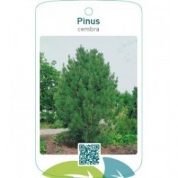 Pinus cembra