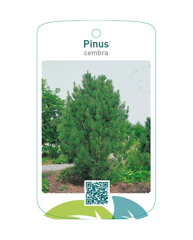Pinus cembra